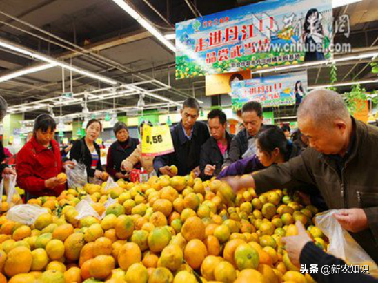 柑桔种植技术_种植柑桔技术要点_种柑橘技术