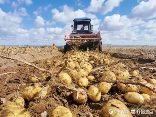 致富经农业种植视频_种植致富业_乐陵种植致富