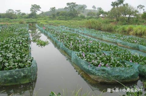 农村养殖：黄鳝不是拿来玩弄的，黄鳝养殖是有利可图的养殖项目