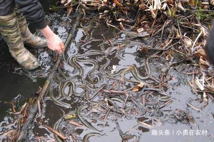 致富养殖河南黄鳝视频_河南黄鳝养殖基地_致富经河南养殖黄鳝