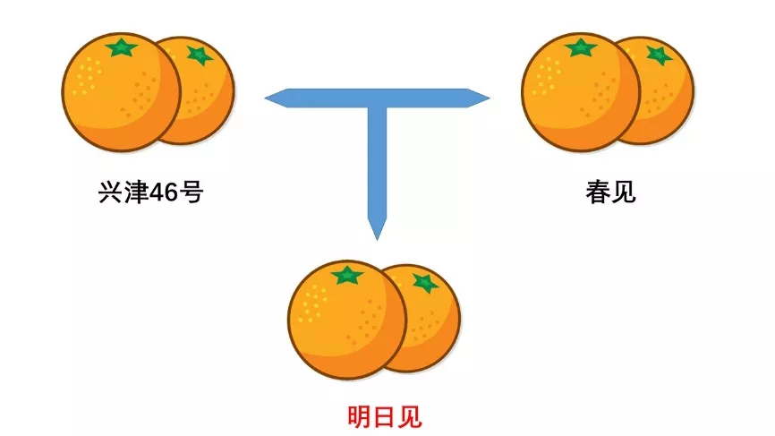 明日见柑橘种植难，3个因素为主，果农如何提高栽培成功率？