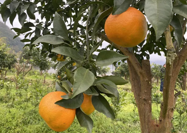 柑桔种植技术_种植柑桔技术和管理_种柑橘技术