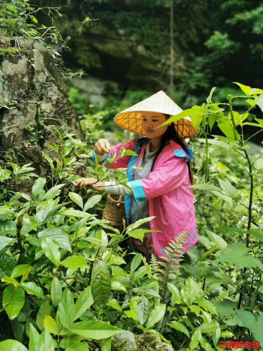 梦想走出大山，成为都市白领后她又回到了大山带领村民致富