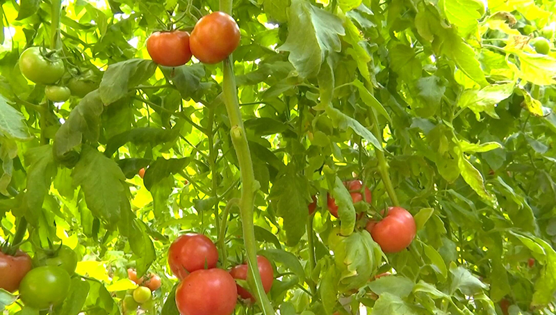 致富经种植亩收入过亿_乐陵种植致富_致富经农业种植视频