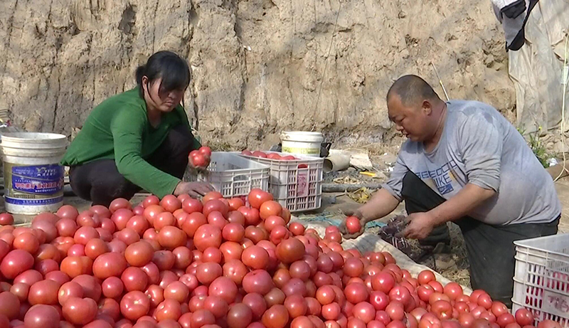 乐陵种植致富_致富经种植亩收入过亿_致富经农业种植视频