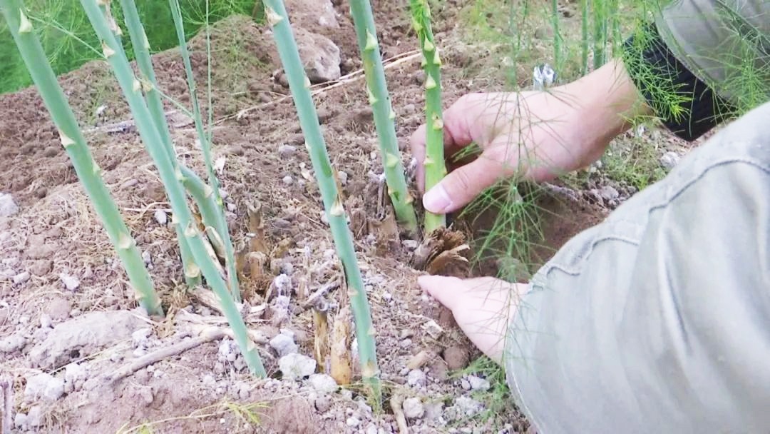 致富种植赤水芦笋怎么样_赤水种植芦笋致富_致富种植赤水芦笋视频