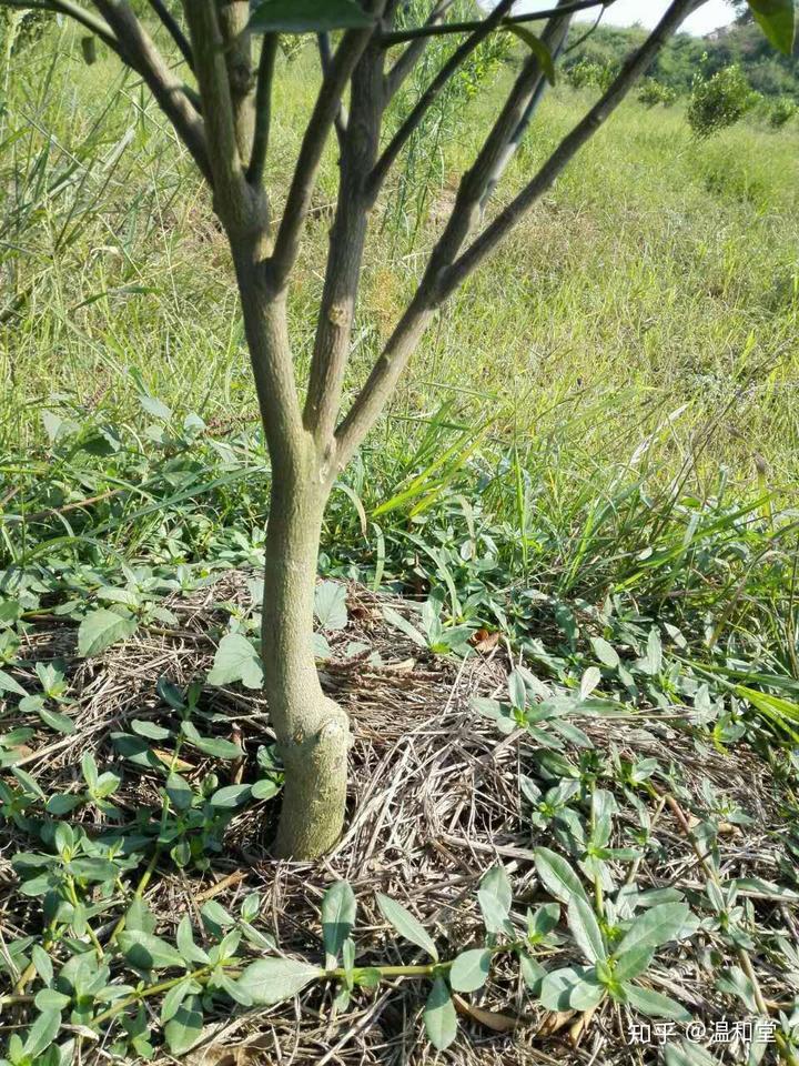 有机肥种植致富路线_致富经有机肥生产线视频_种肥机器