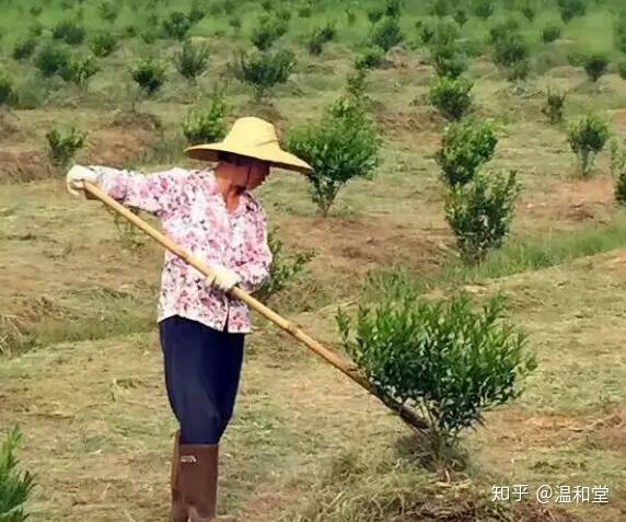 有机肥种植致富路线_致富经有机肥生产线视频_种肥机器