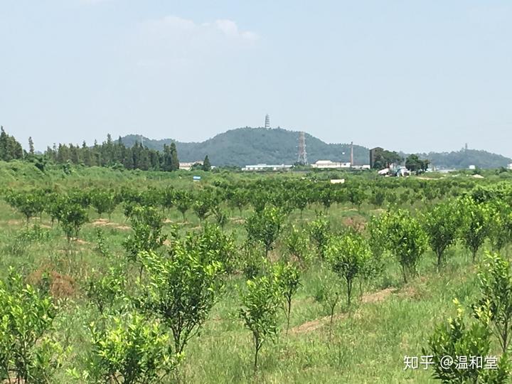 有机肥种植致富路线_致富经有机肥生产线视频_种肥机器