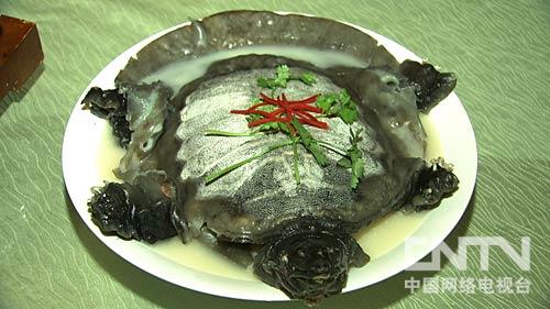 致富经 牛人养甲鱼_致富经养甲鱼技术视频_致富养甲鱼牛人图片