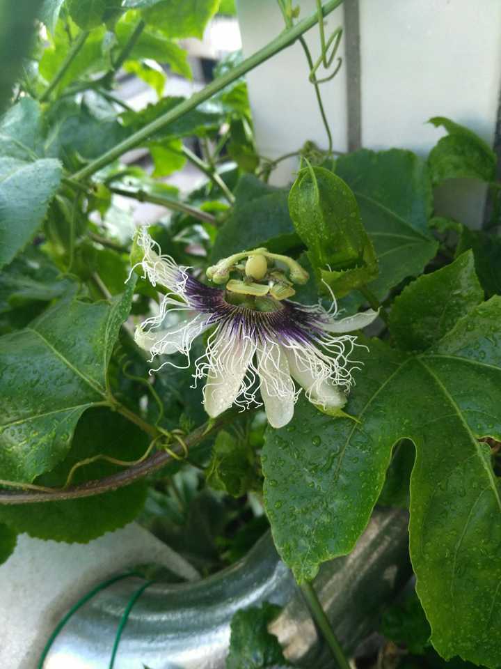 种植技术瓠子是什么_瓠子的种植和管理视频_瓠子种植技术