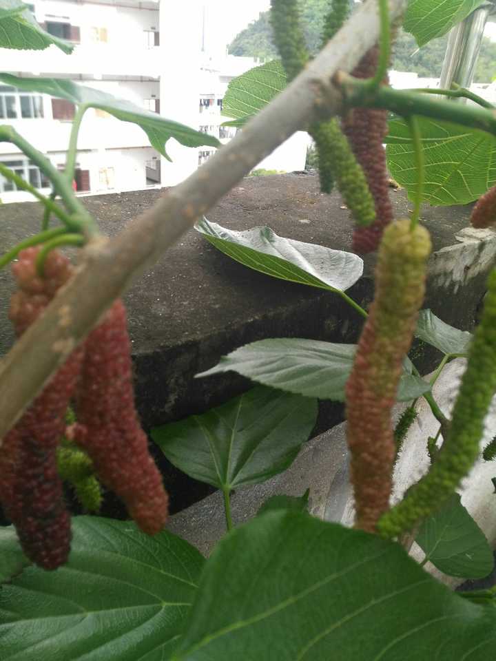 种植技术瓠子是什么_瓠子的种植和管理视频_瓠子种植技术