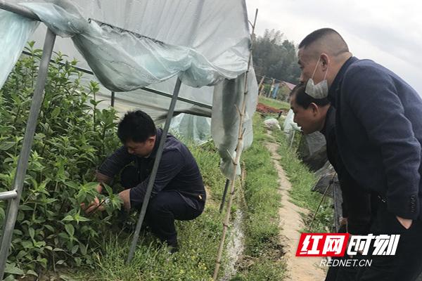 醴陵沩山村：荷花里取“致富经”