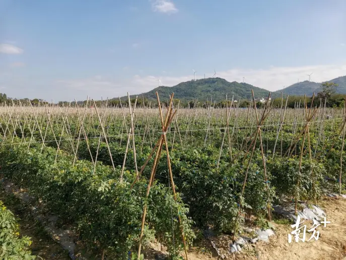 广东种植什么致富_广东农民种植致富_农民致富种植项目