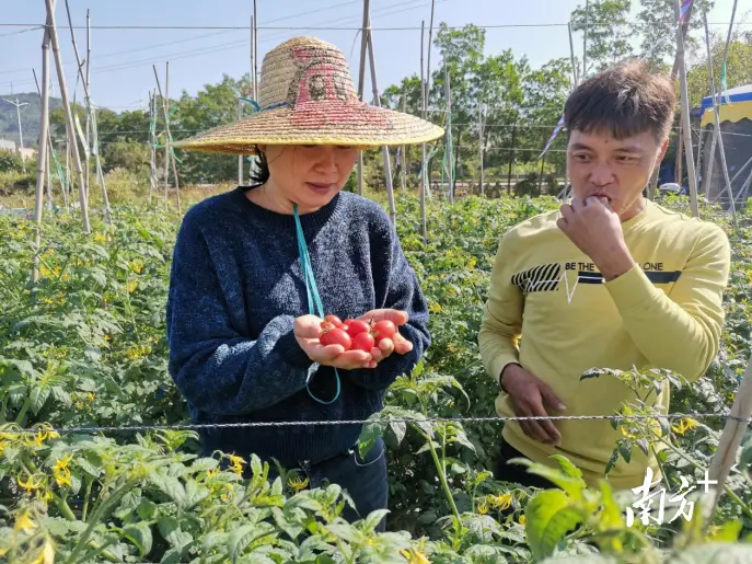 农民致富种植项目_广东种植什么致富_广东农民种植致富