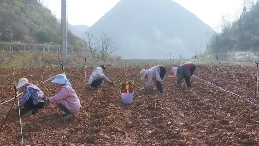 郴州市香椿种植致富经_香椿种植基地在哪_香椿种植园