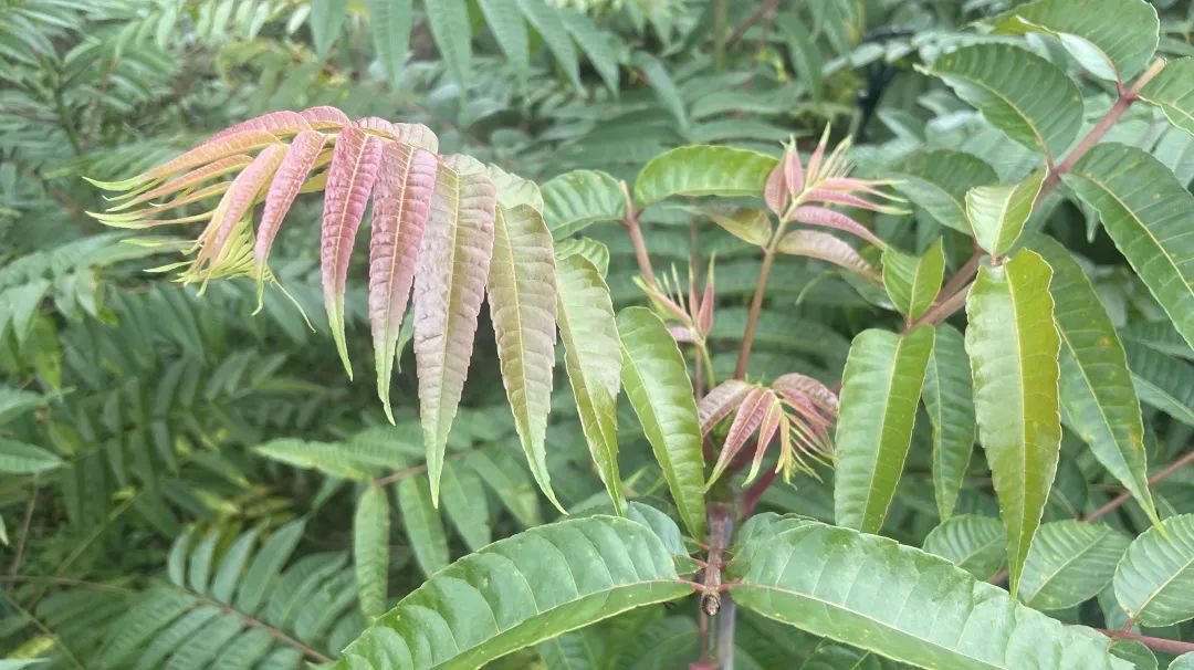 香椿种植园_香椿种植基地在哪_郴州市香椿种植致富经