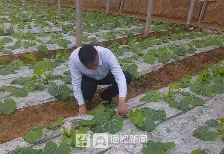 乐陵种植致富_致富经种植亩收入过亿_种植致富业