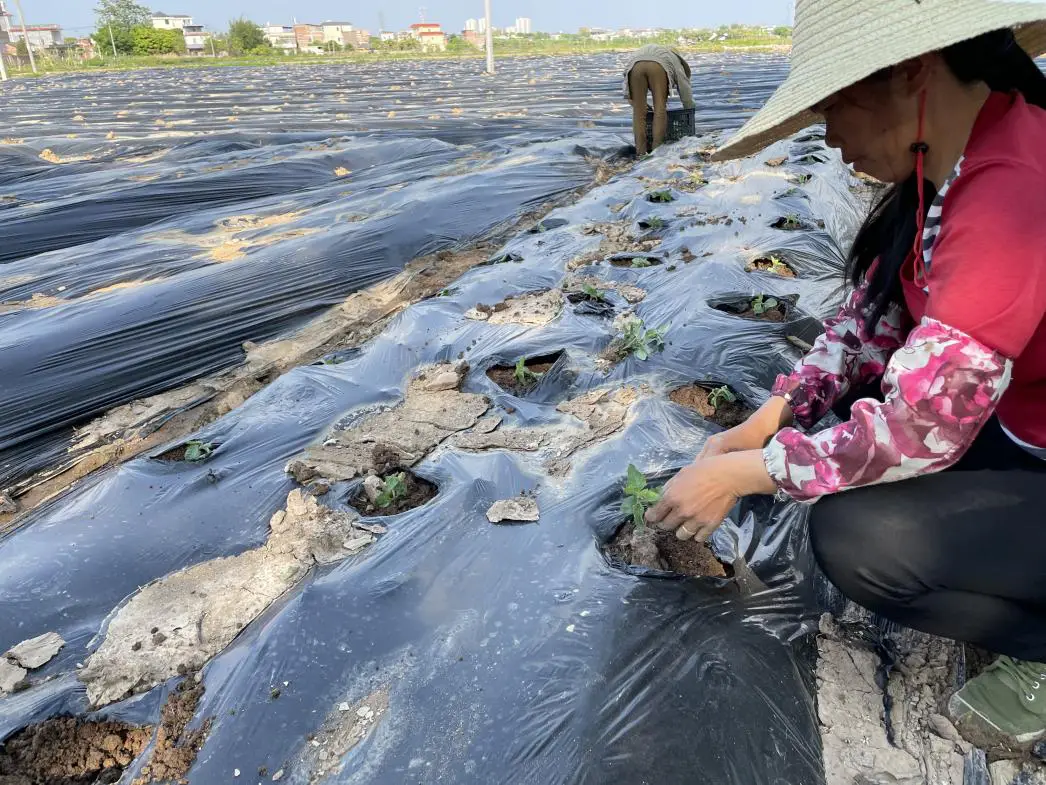 广东种植什么致富_农民致富种植项目_广东农民种植致富