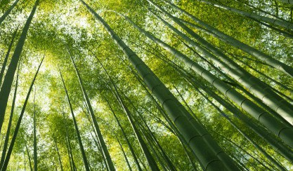 室内种植致富项目_室内种植商机_室内种植致富的