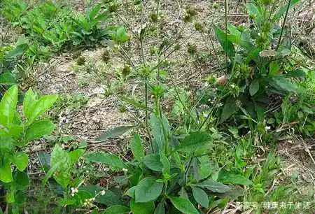 致富经鱼腥草种植技术与管理_致富经鱼腥草种植视频_三农致富经cctv7鱼腥草