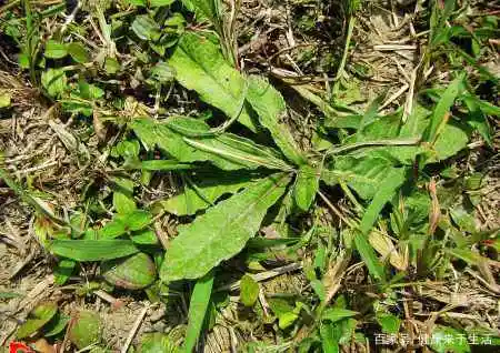 三农致富经cctv7鱼腥草_致富经鱼腥草种植视频_致富经鱼腥草种植技术与管理