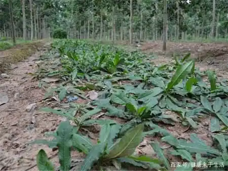 三农致富经cctv7鱼腥草_致富经鱼腥草种植视频_致富经鱼腥草种植技术与管理