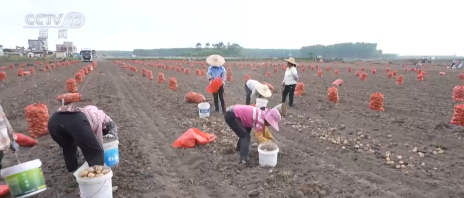 农村种植致富_广东农村种植什么赚钱不愁销路_广东农民种植致富