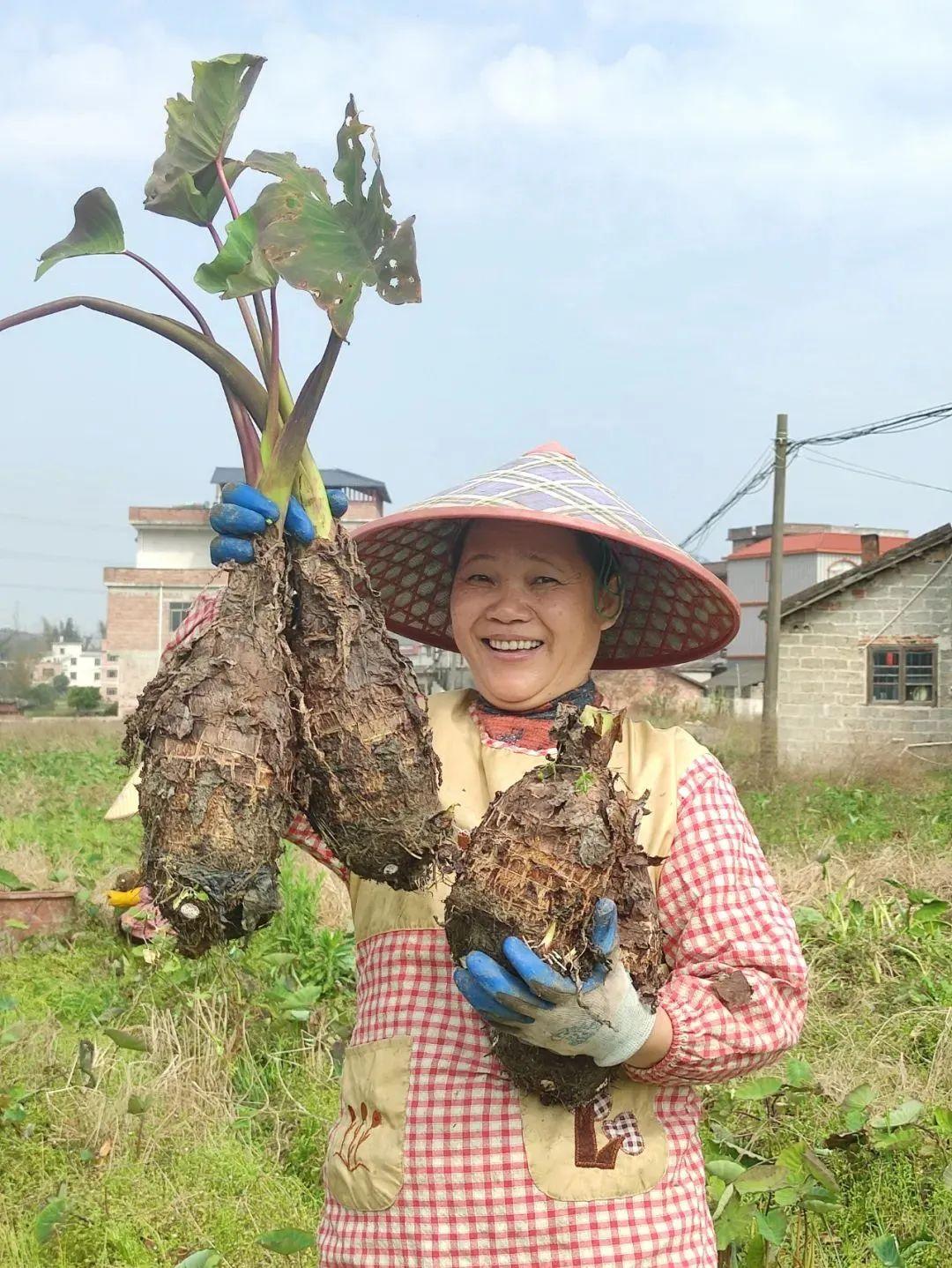 每亩净利润超7000元！贺州这里的香芋丰收啦