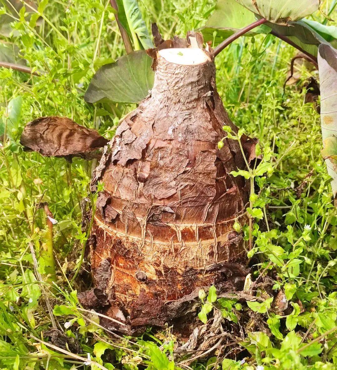 种植芋头致富案例_种植芋头赚钱吗_致富案例种植芋头视频