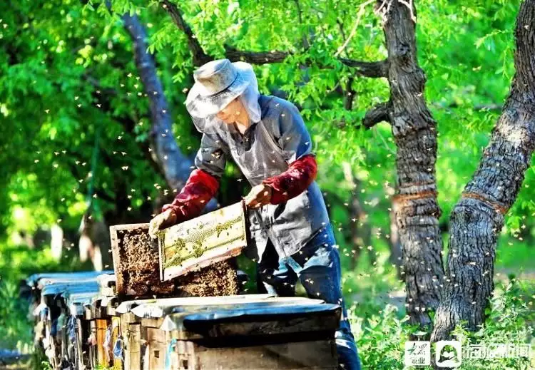 致富经农业种植视频_乐陵种植致富_种植致富经