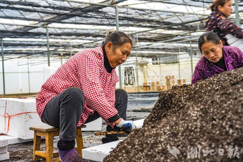 致富养殖烟叶项目有哪些_烟叶养殖致富项目_种植烟叶利润