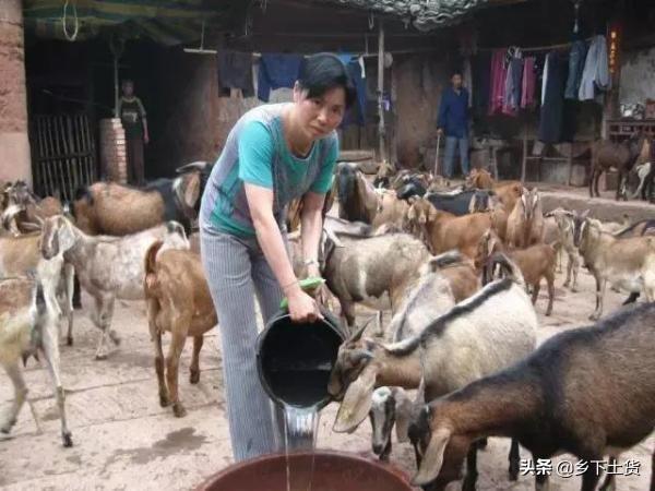 烟叶养殖致富项目_致富养殖烟叶项目介绍_种植烟叶利润