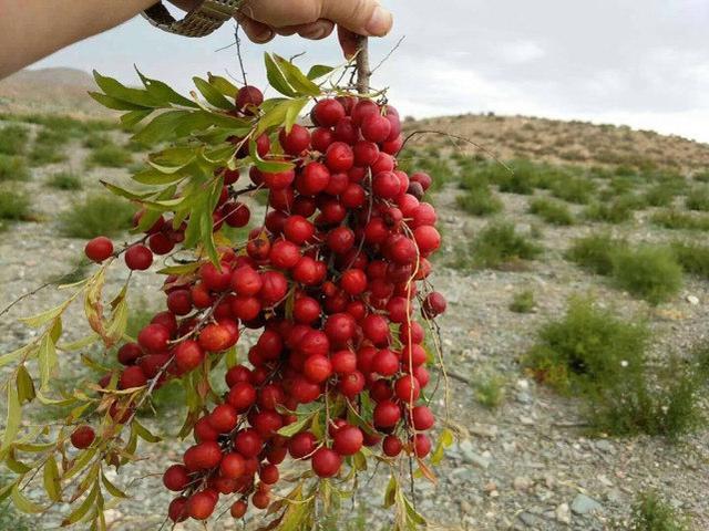 农业种植水果致富项目_致富水果种植农村视频_农村种植致富水果