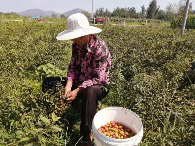 农村种植致富水果_农业种植水果致富项目_致富水果种植农村视频