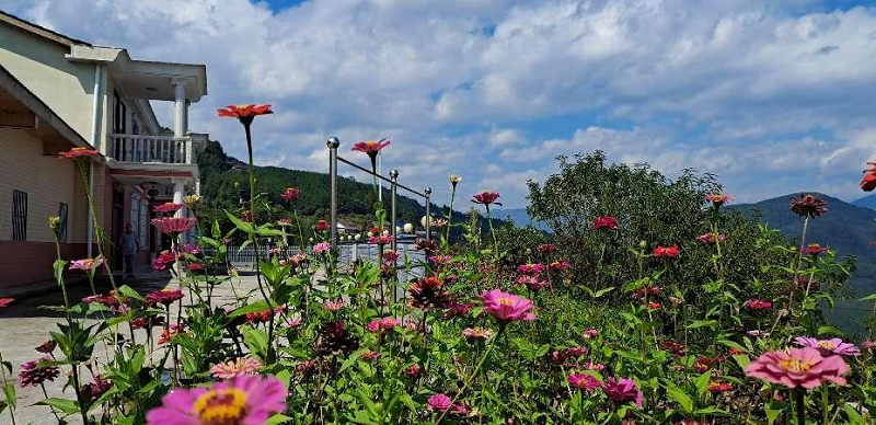 香椿种植园_郴州市香椿种植致富经_香椿基地