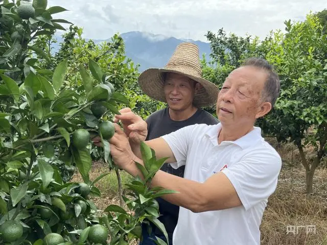 振兴“湘”村｜退休回乡创业，他带领村民种植“金果果”