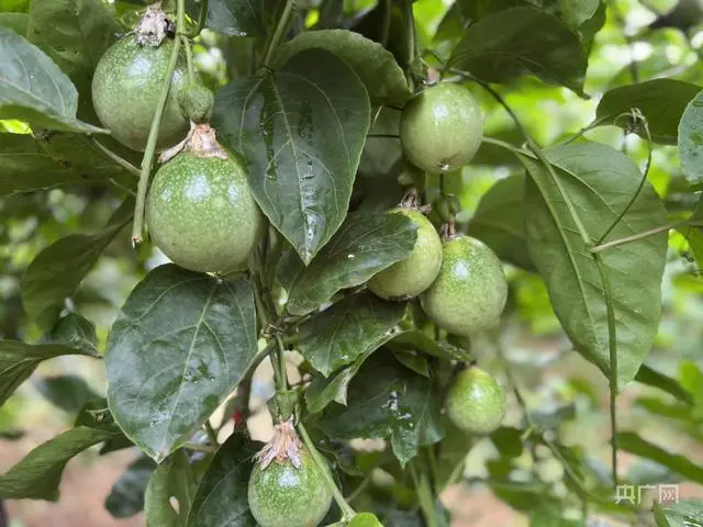 农村种植致富水果_农业种植水果致富项目_水果种植农户