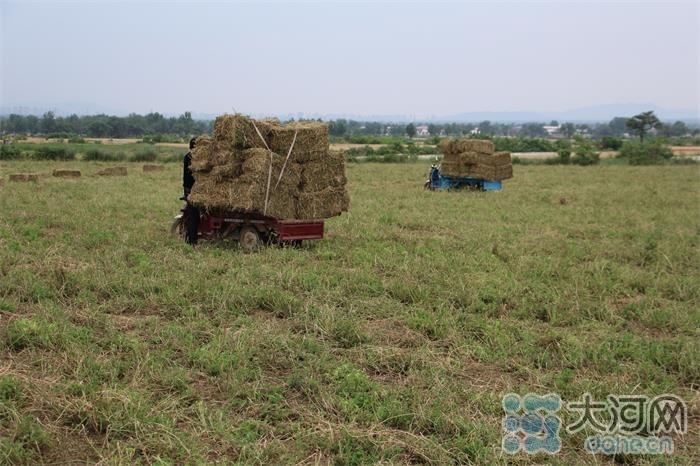 致富养殖烟叶项目介绍_烟叶养殖致富项目_种植烟叶利润