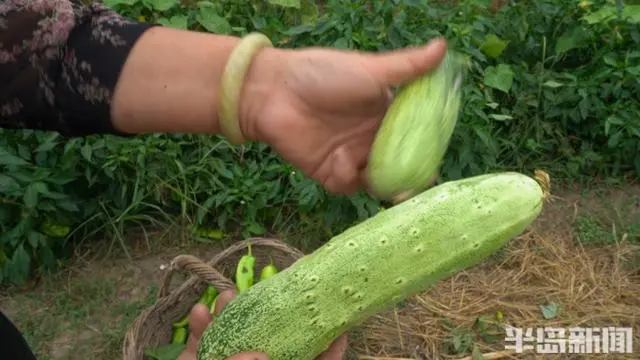 农村种植致富水果_致富水果种植农村视频_农村特色水果种植创业项目