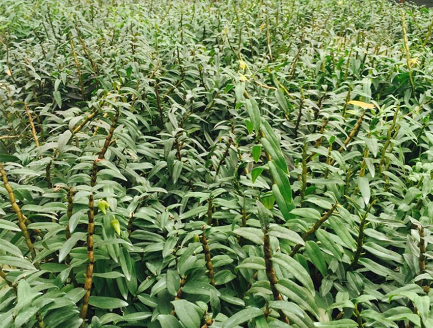 室内种植商机_室内种植什么赚钱_室内种植致富的