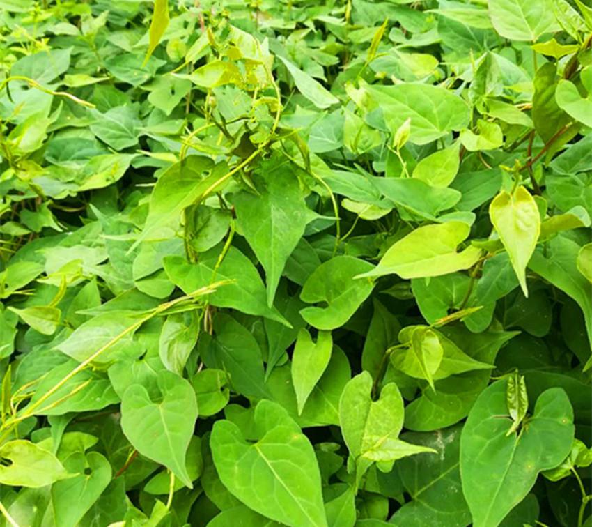 室内种植什么赚钱_室内种植商机_室内种植致富的