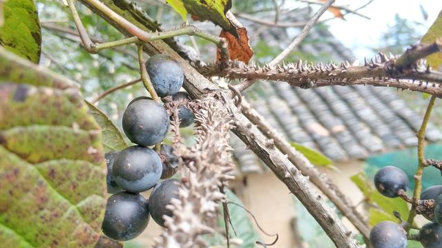 水果种植农户_农村种植致富水果_农村特色水果种植创业项目