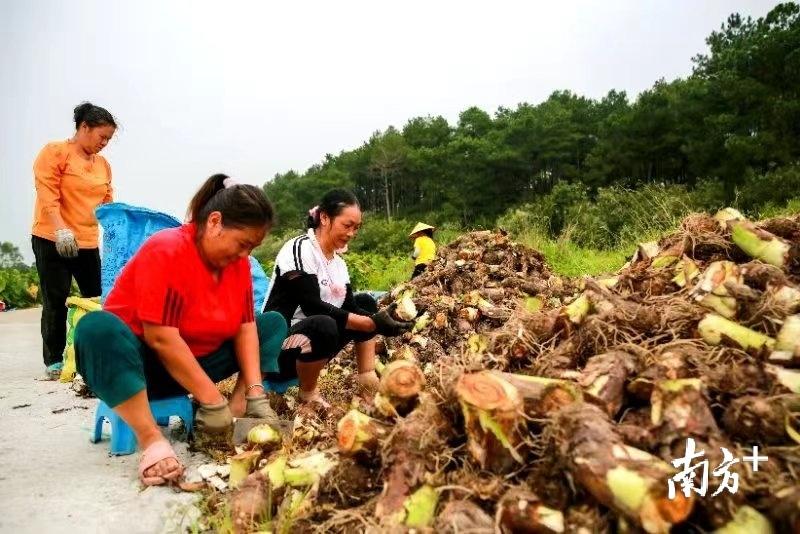 今非昔比不一样，挑着香芋奔小康