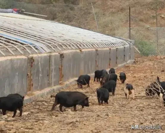 致富网养殖项目_养殖种植致富网_致富网养殖业