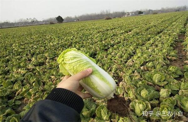 娃娃菜如何选种？专家教您娃娃菜种植技术，夏日烧烤娃娃菜上桌