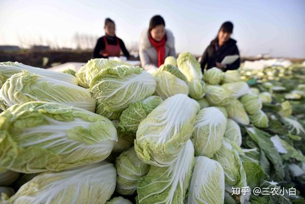 致富种植视频全集_种植娃娃菜致富_致富经种菜