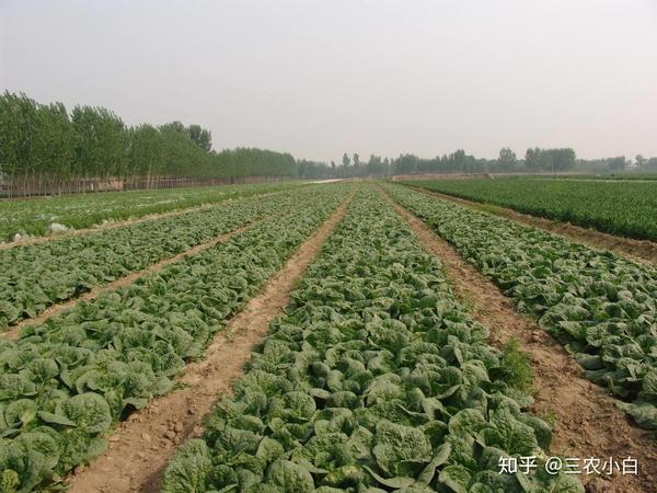 致富经种菜_致富种植视频全集_种植娃娃菜致富