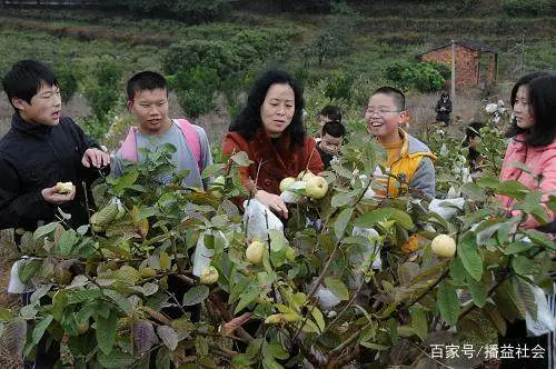 水果种植农户_农村种植致富水果_农业种植水果致富项目