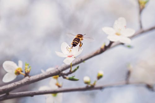 木桶养殖蜜蜂_中蜂土法木桶养殖技术_木桶养蜂怎么找蜂王